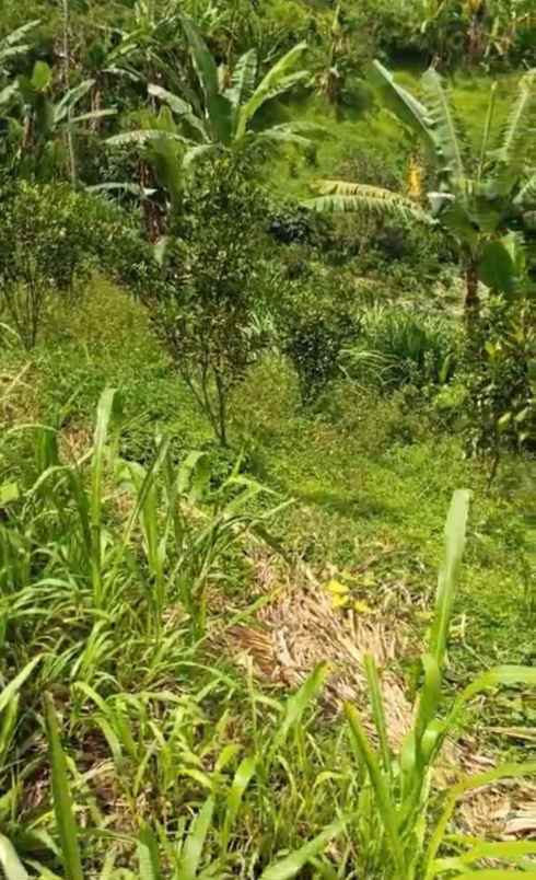 kebun jeruk di desa daup kintamani bali