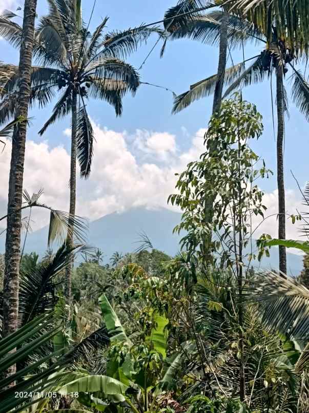 kebun kopi robusta di pupuan tabanan bali