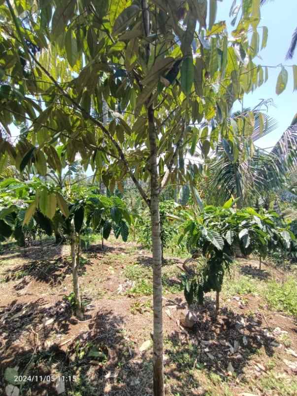 kebun kopi robusta di pupuan tabanan bali