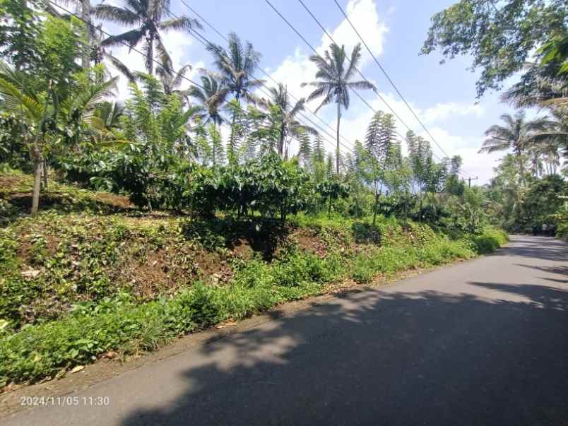 kebun kopi robusta di pupuan tabanan bali