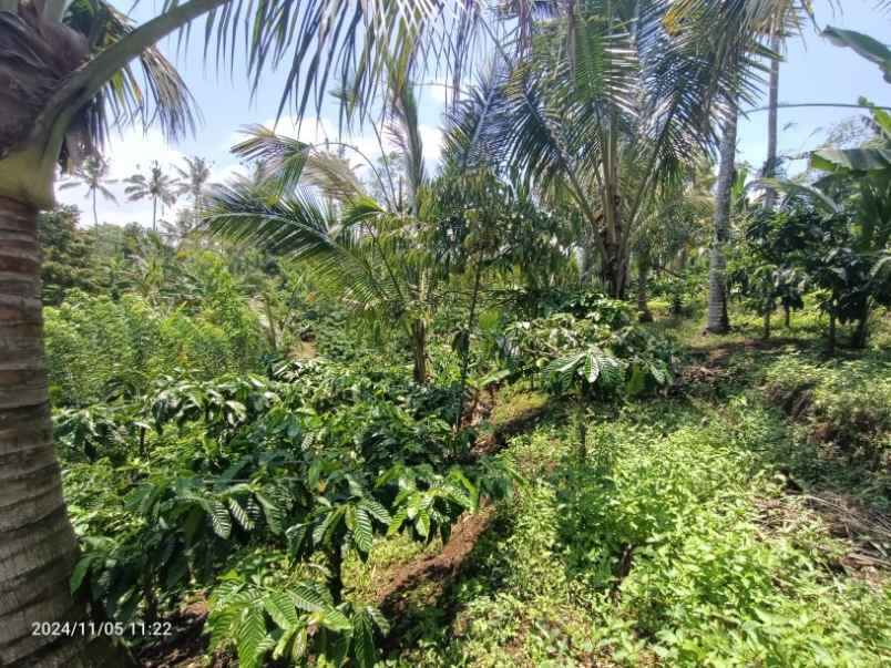 kebun kopi robusta di pupuan tabanan bali