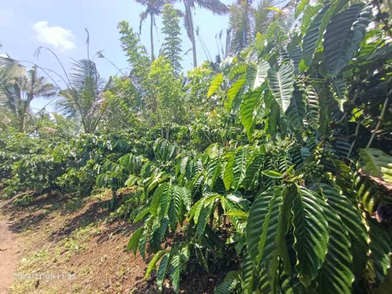 kebun kopi robusta di pupuan tabanan bali