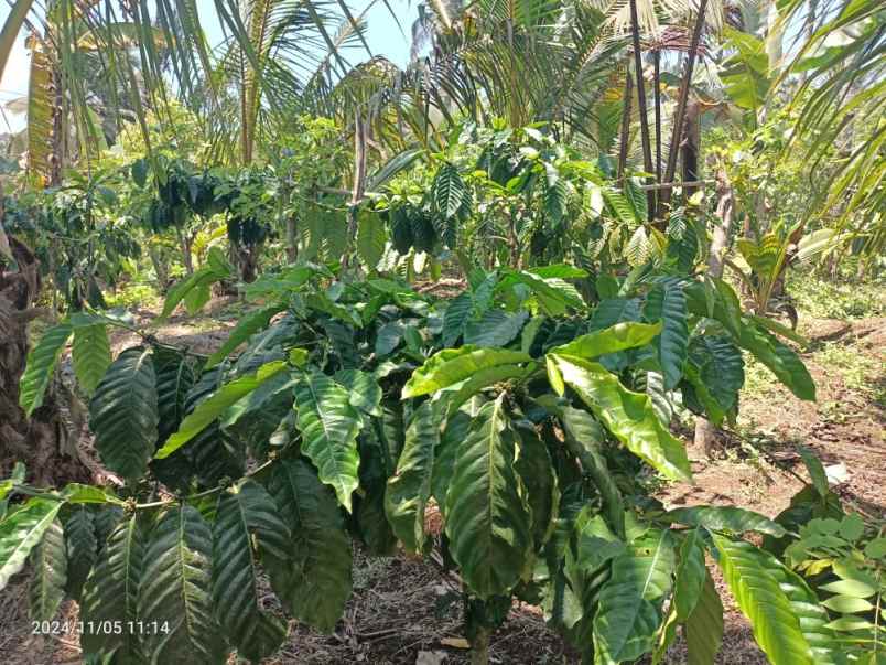 kebun kopi robusta di pupuan tabanan bali