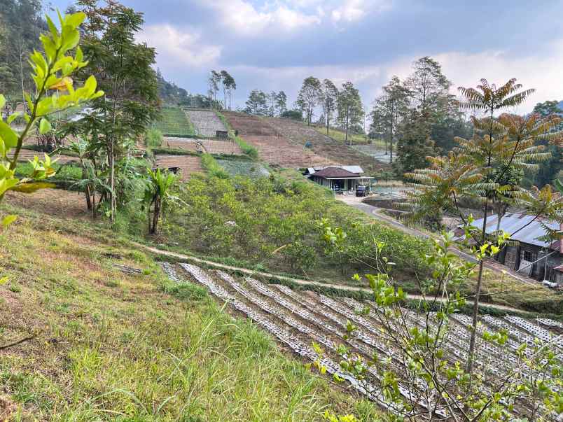 tanah 1000m kawasan hutan pinus kemuning karanganyar