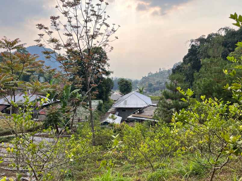 tanah 1000m kawasan hutan pinus kemuning karanganyar