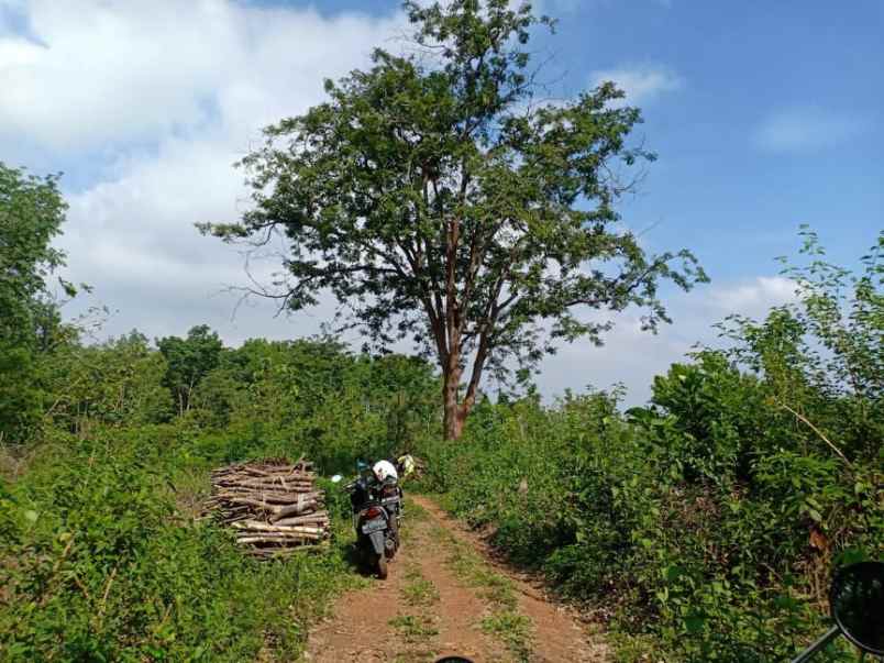 tanah 4 6 hektar hanya 75 ribu permeter karanganyar