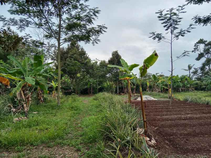 tanah daerah jalan cagak subang jawa barat