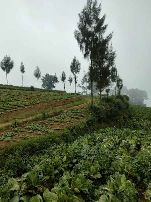 tanah desa bulukerto