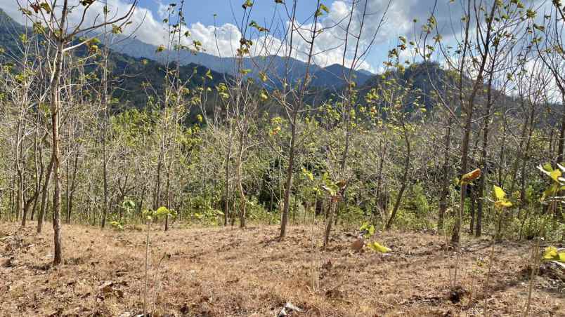 tanah disewakan murah super strategis di buleleng bali