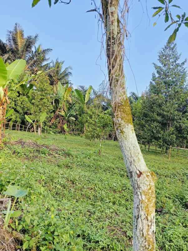 tanah kavling dekat pemukiman warga