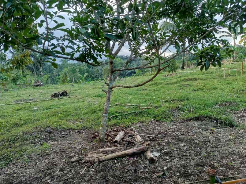 tanah kavling dekat pemukiman warga