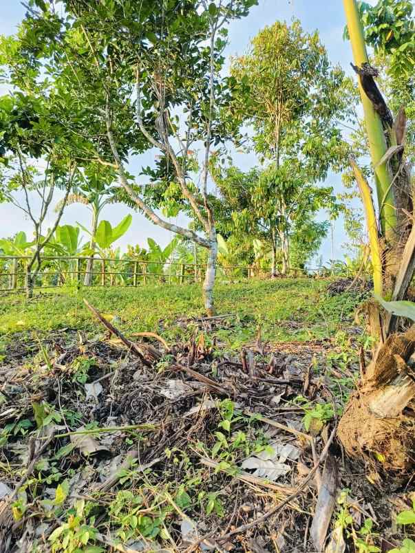 tanah kavling dekat pemukiman warga