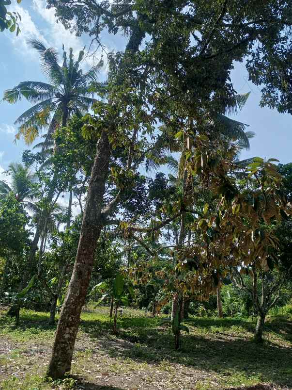 tanah kavling murah pinggir jalan hotmik aspal