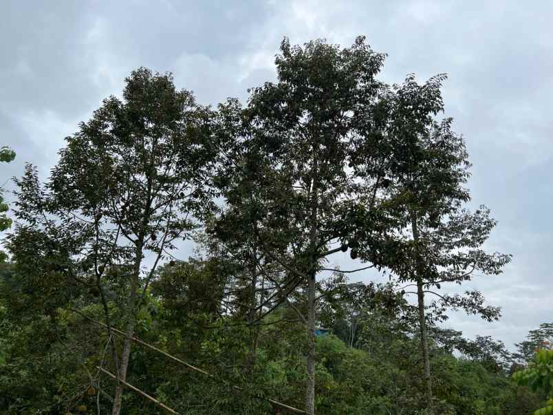 tanah kebun durian 1609m ngargoyoso karanganyar