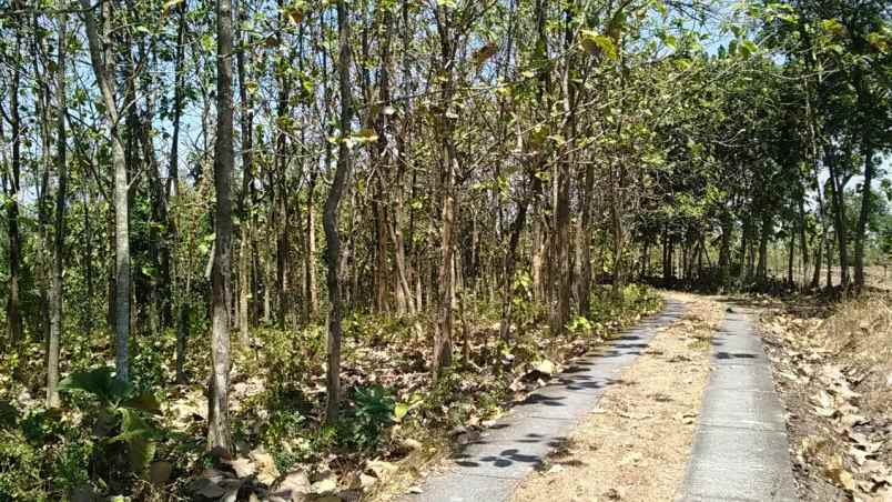 tanah kebun jati murah hanya 55 ribu m sragen