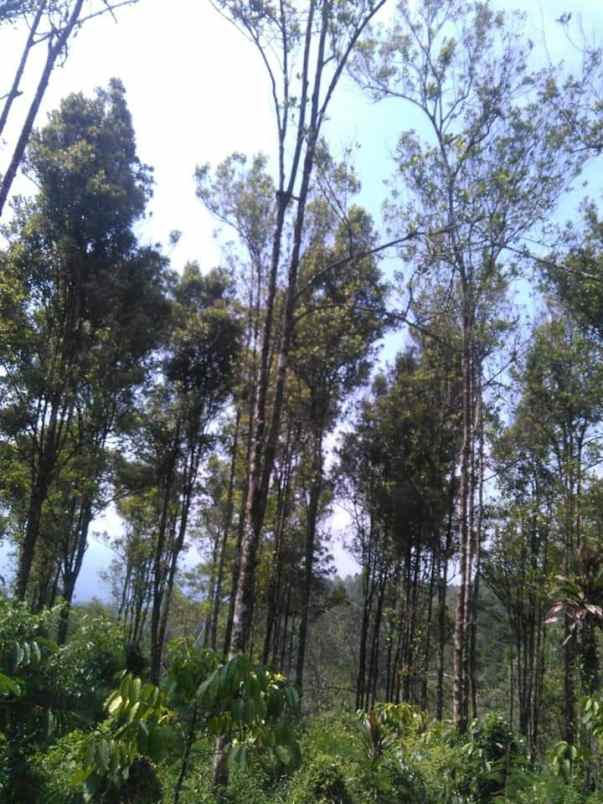 tanah kebun kopi dan cengkeh siap panen