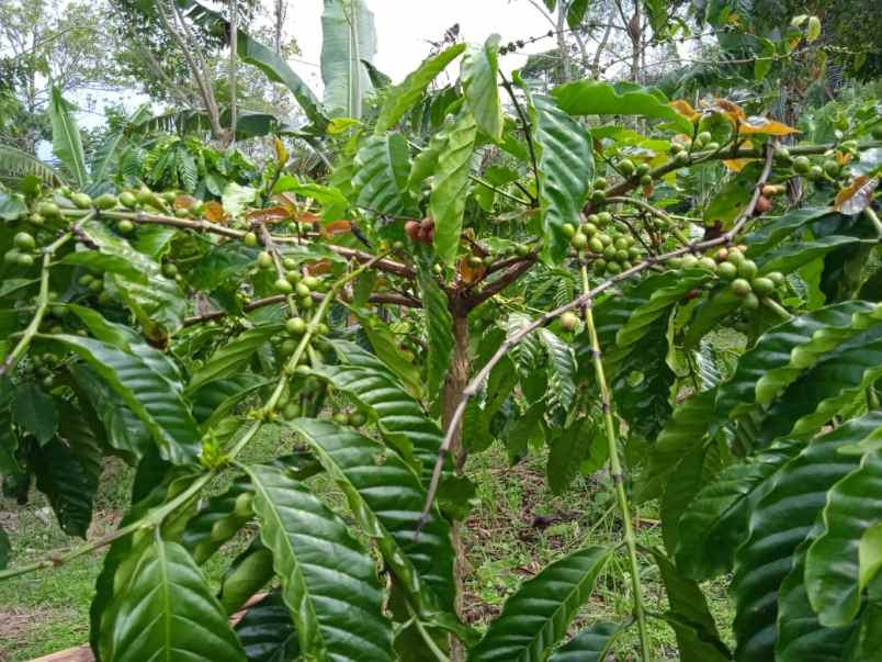 tanah kebun kopi dan cengkeh siap panen