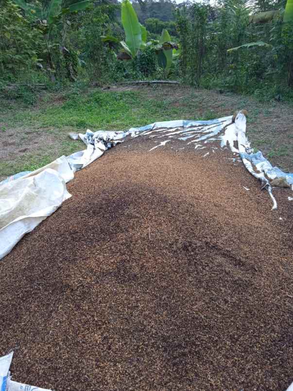 tanah kebun kopi dan cengkeh siap panen