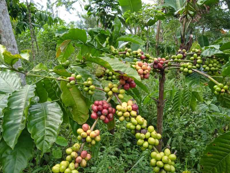 tanah kebun kopi dan cengkeh siap panen