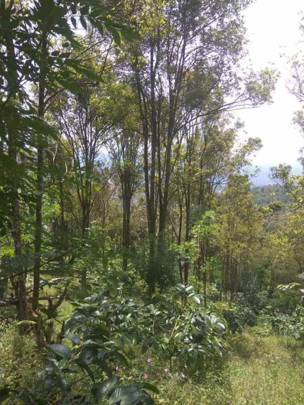 tanah kebun kopi dan cengkeh siap panen