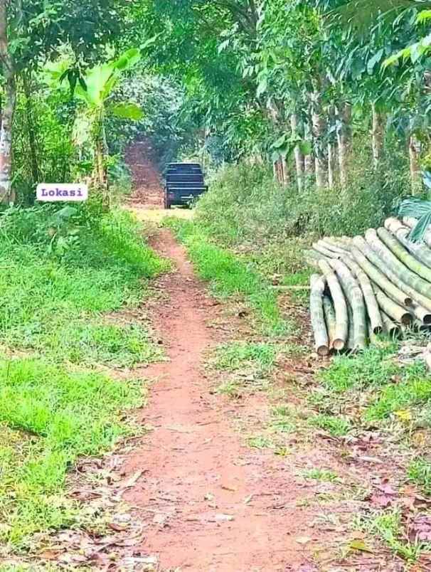 tanah kebun murah dan produktiv