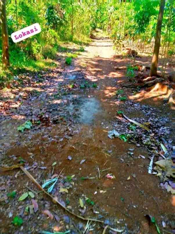 tanah kebun murah dan produktiv