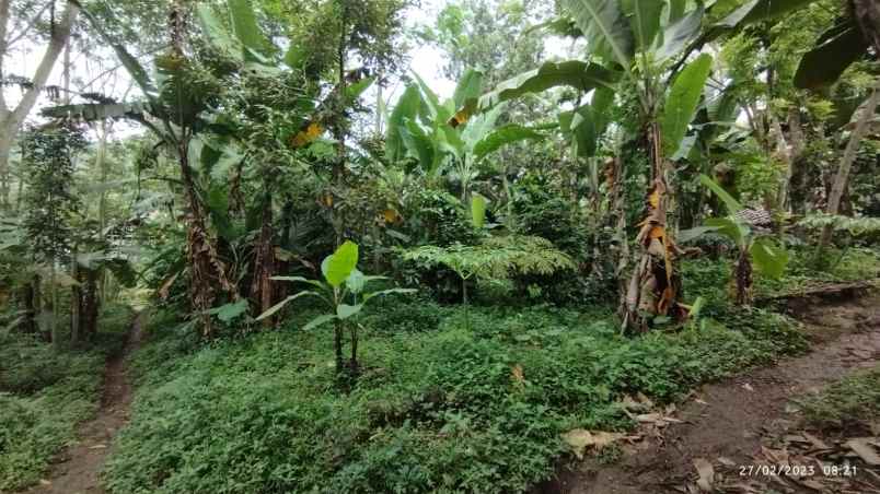 tanah murah di desa kedungudi trawas mojokerto