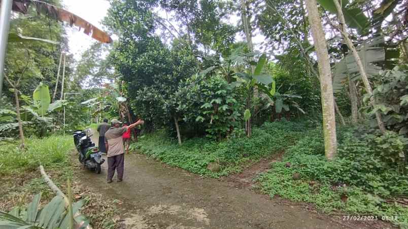 tanah murah di desa kedungudi trawas mojokerto