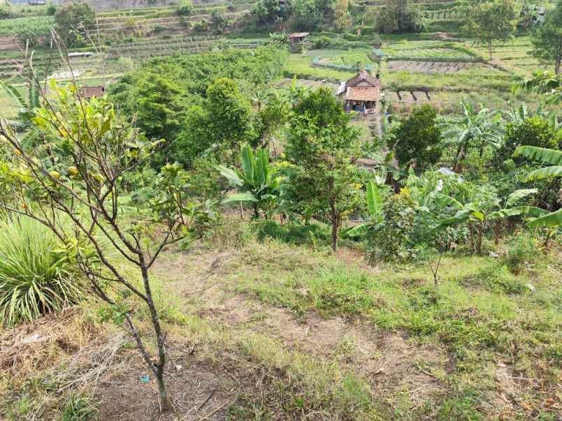 tanah murah untuk perkebunan di temas batu