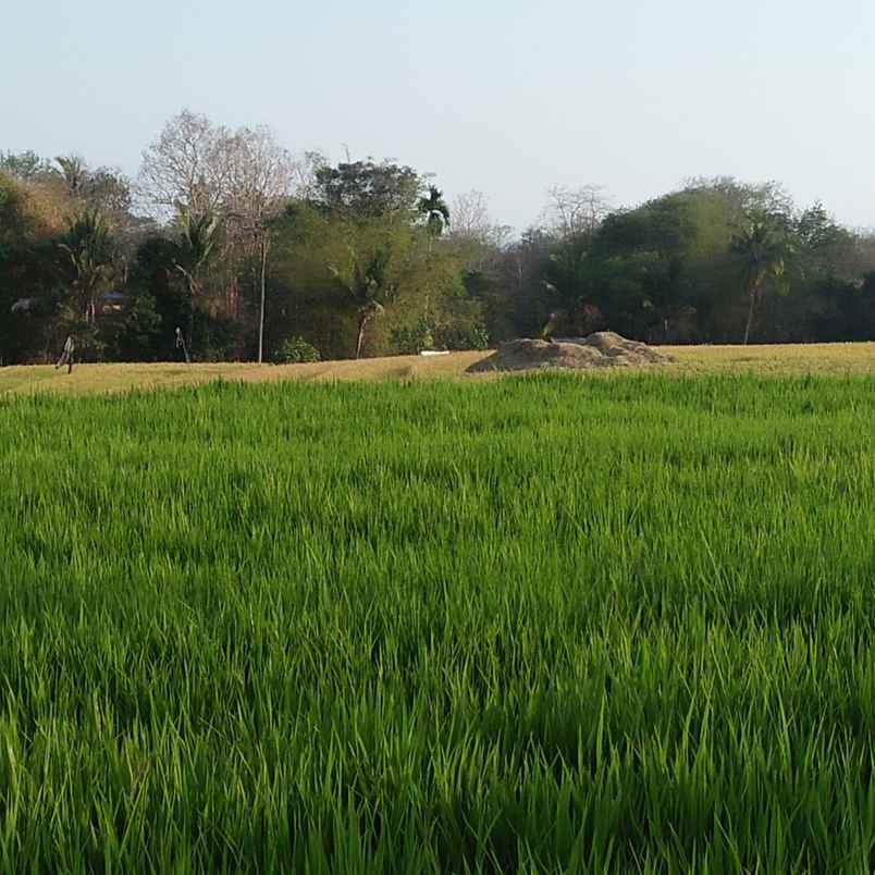 tanah pantai bebali selemadeg