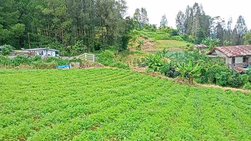 tanah terbaik di berastagi peceren