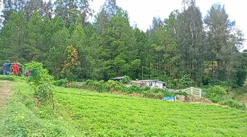 tanah terbaik di berastagi peceren