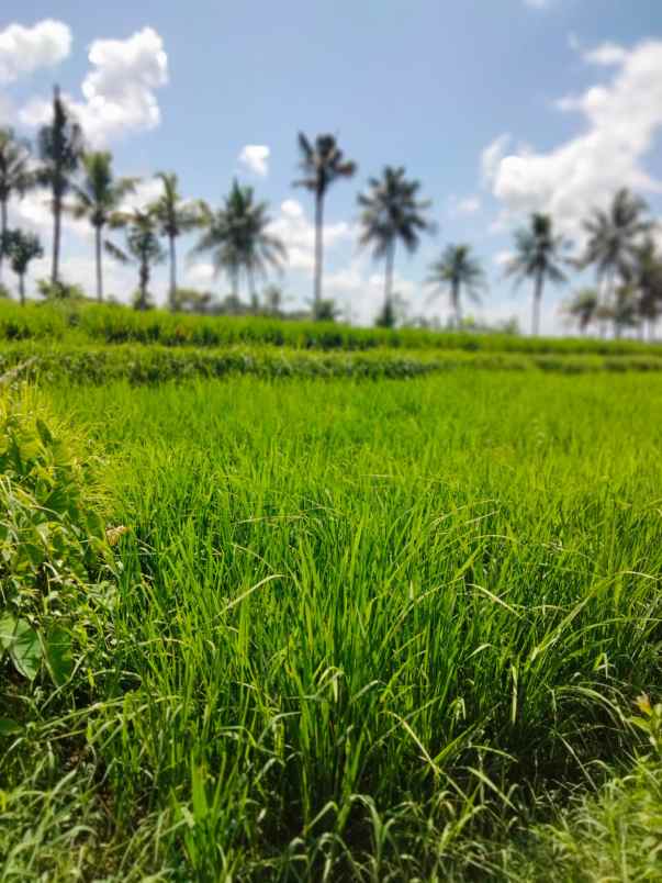 tanah view sawah hanya 6 menit dari ubud center bali