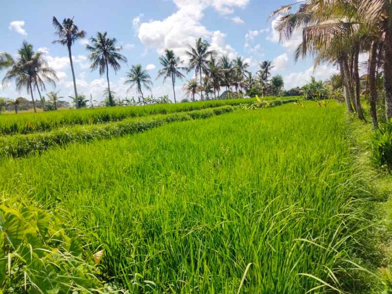 tanah view sawah hanya 6 menit dari ubud center bali