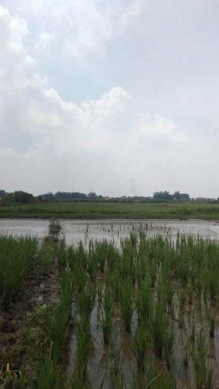 bisa nego sawah dekat pasar