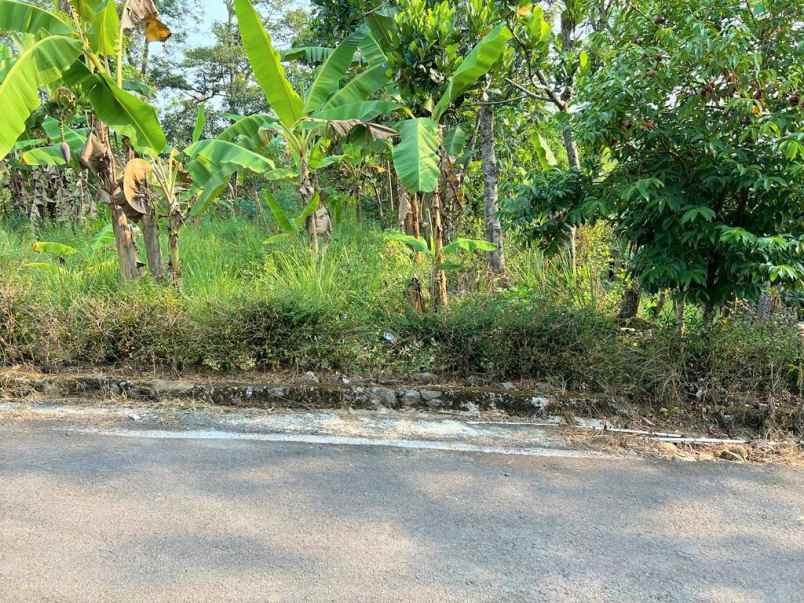 dijual kebun durian 1700m 170jt mojogedang karanganyar