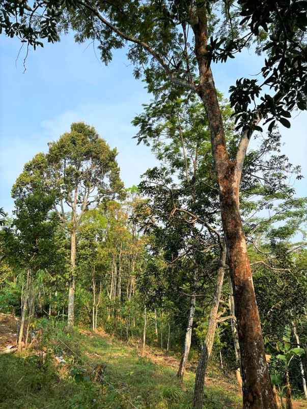 dijual kebun durian 1700m 170jt mojogedang karanganyar