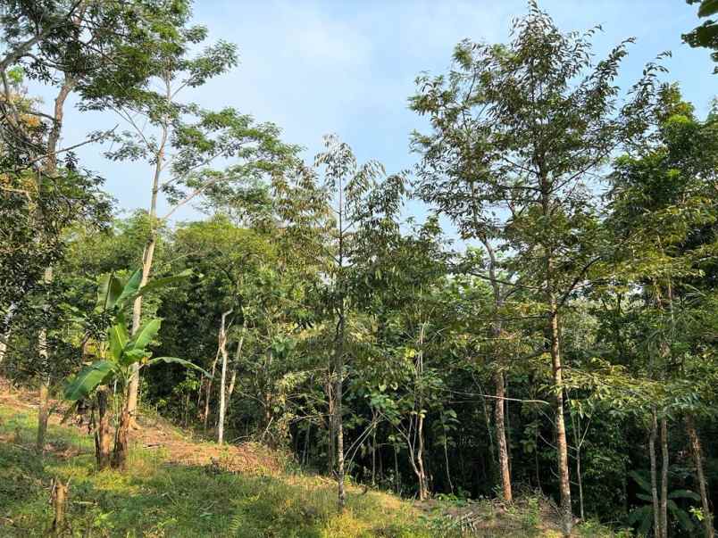 dijual kebun durian 1700m 170jt mojogedang karanganyar