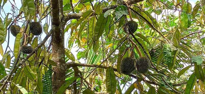 dijual kebun durian di gunungronggo tajinan malang