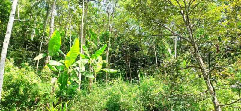 dijual kebun durian di gunungronggo tajinan malang