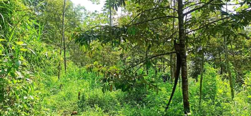 dijual kebun durian di gunungronggo tajinan malang