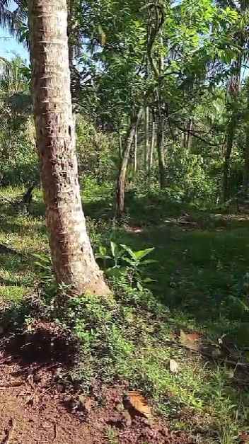 dijual tanah banjar dinas munduk desa