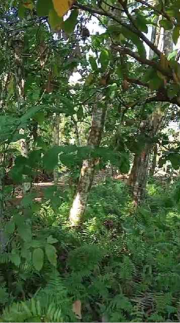 dijual tanah banjar dinas munduk desa