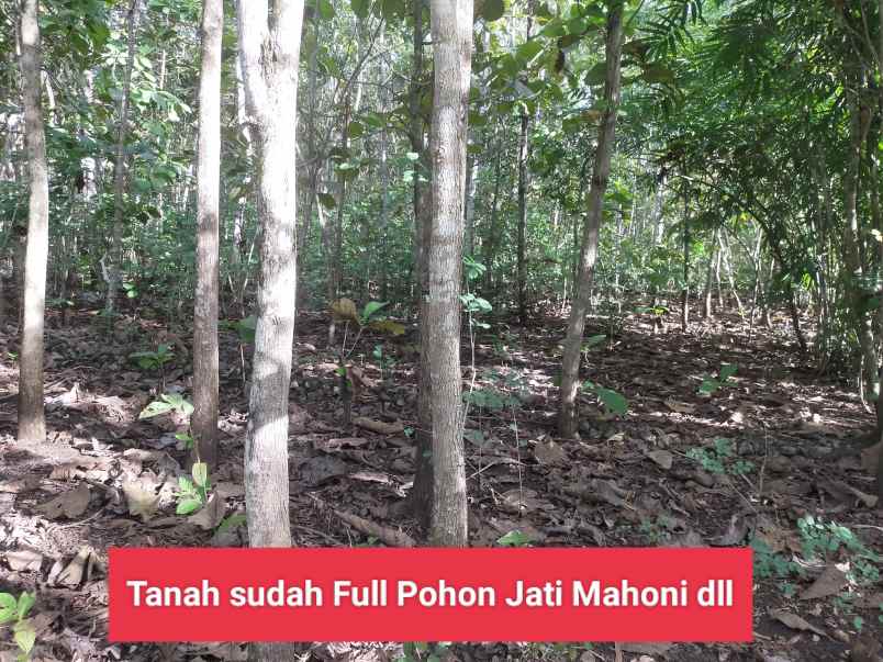 dijual tanah bejiharjo karangmojo