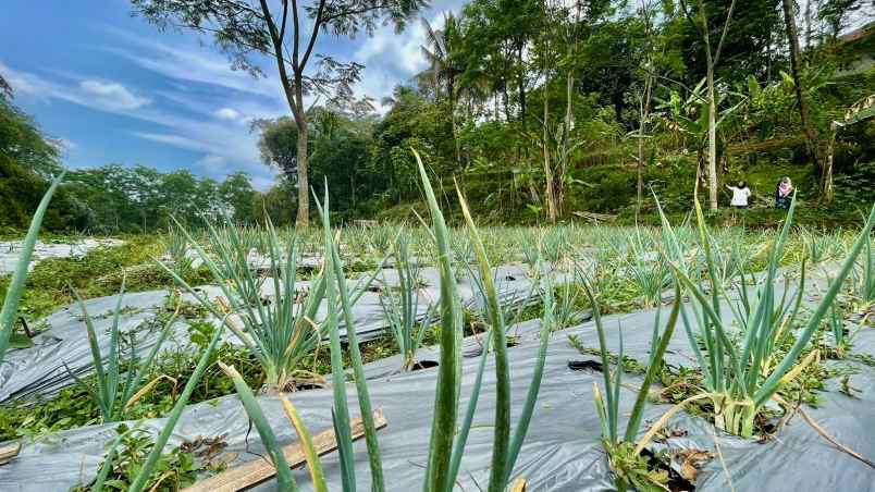 dijual tanah bojong