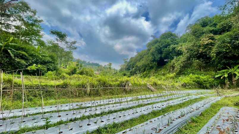 dijual tanah bojong