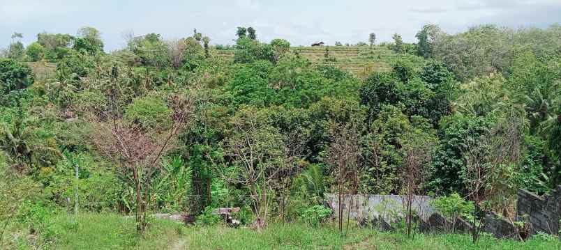 dijual tanah daerah lovina sentral