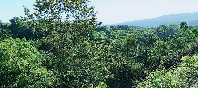 dijual tanah daerah lovina sentral