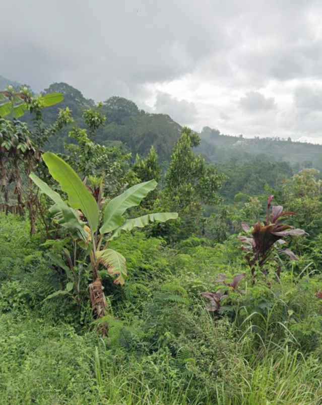 dijual tanah desa antapan kec baturiti