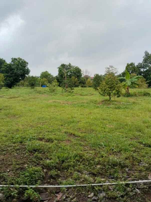 dijual tanah desa cijunti campaka